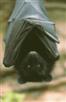 Livingstones fruit bat 